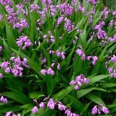 Bilde av Bletilla striata-Spanne Plantesalg