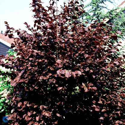 Bilde av Corylus maxima 'Purpurea'-Spanne Plantesalg