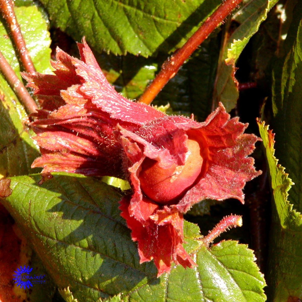 Bilde av Corylus maxima 'Purpurea'-Spanne Plantesalg