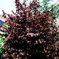 Bilde av Corylus maxima 'Purpurea'-Spanne Plantesalg