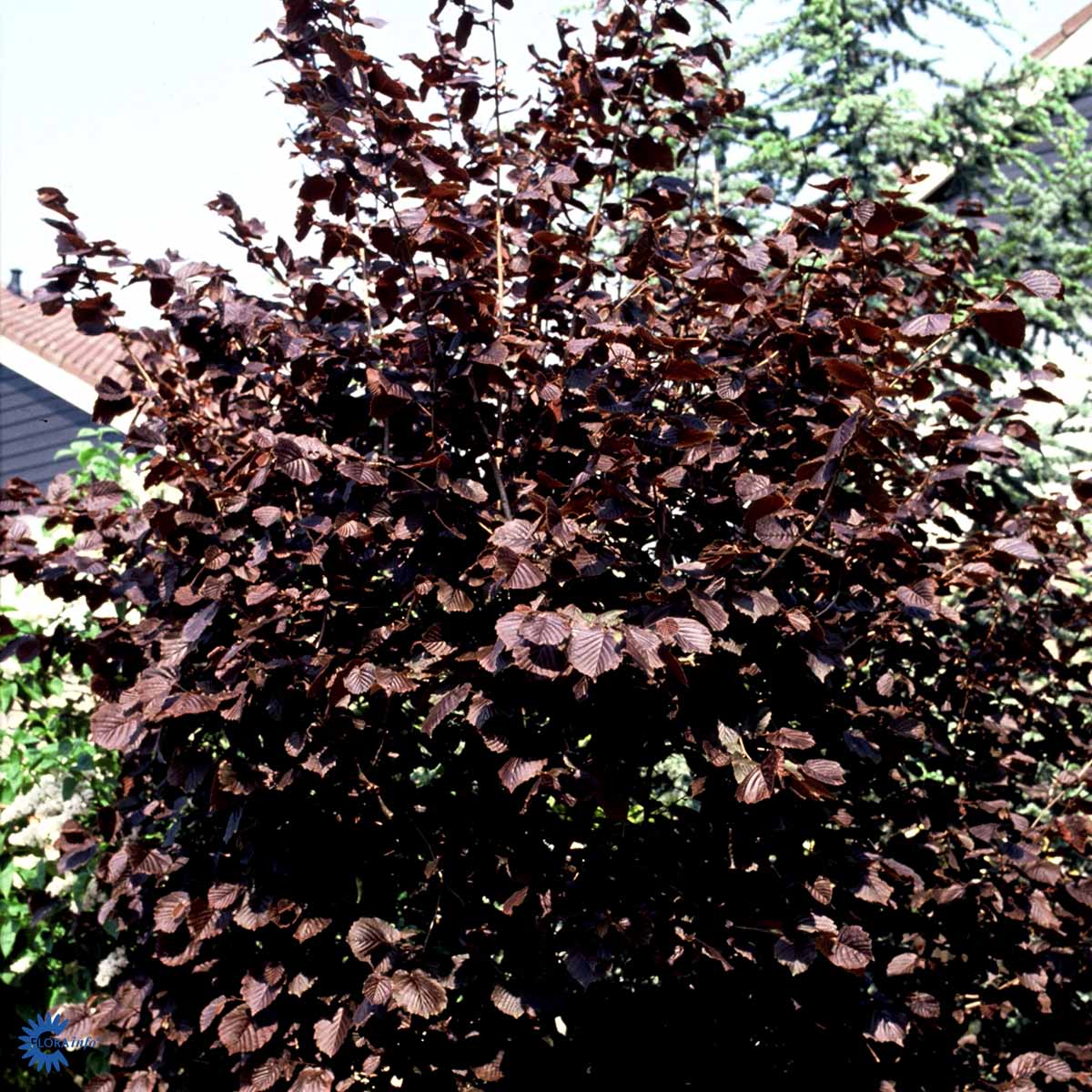 Bilde av Corylus maxima 'Purpurea'-Spanne Plantesalg