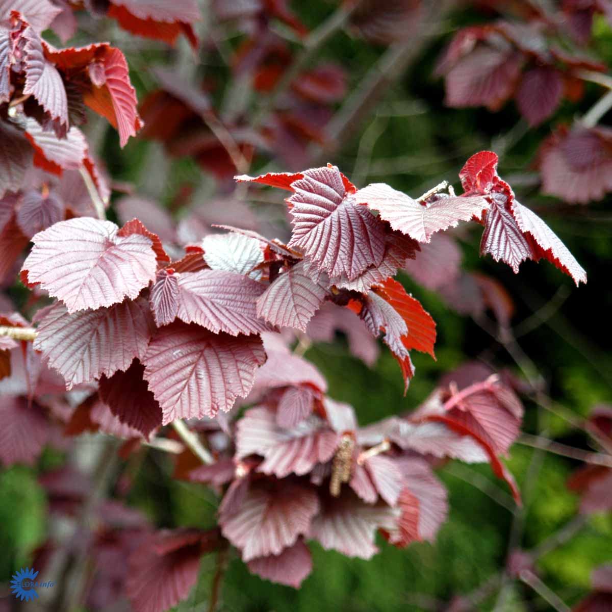 Bilde av Corylus maxima 'Purpurea'-Spanne Plantesalg