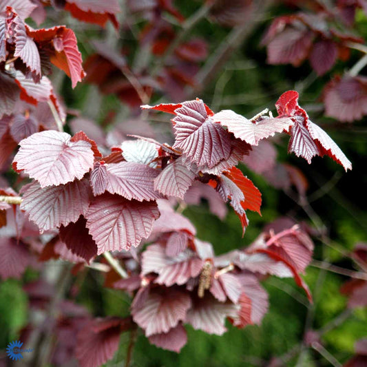 Bilde av Corylus maxima 'Purpurea'-Spanne Plantesalg