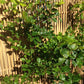 Bilde av Fagus sylvatica, barrot 60-80cm, pr plante-Spanne Plantesalg