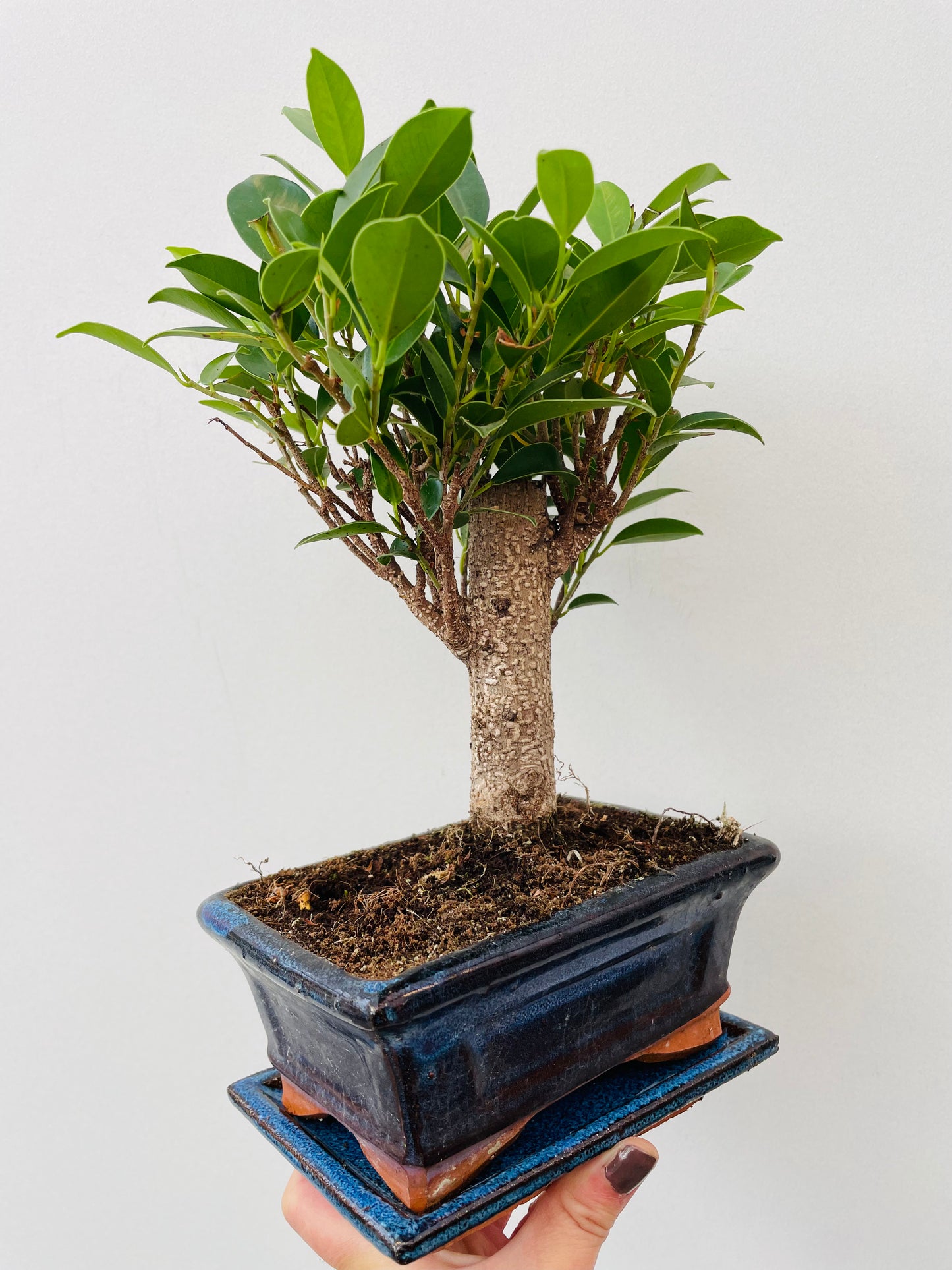 Bonsai 1