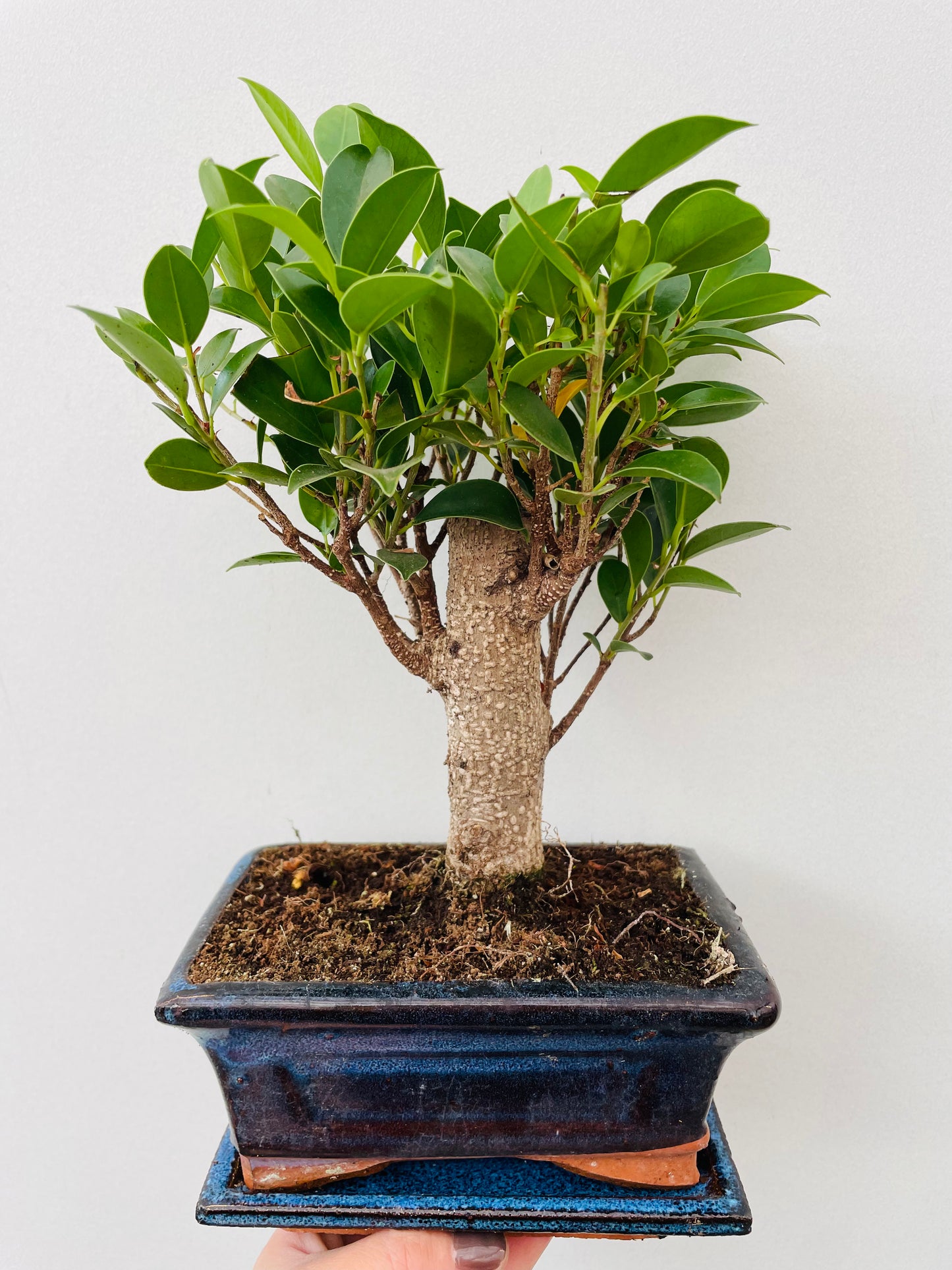Bonsai 1
