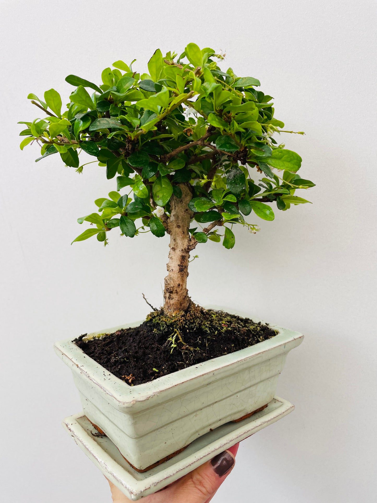 Bonsai 2