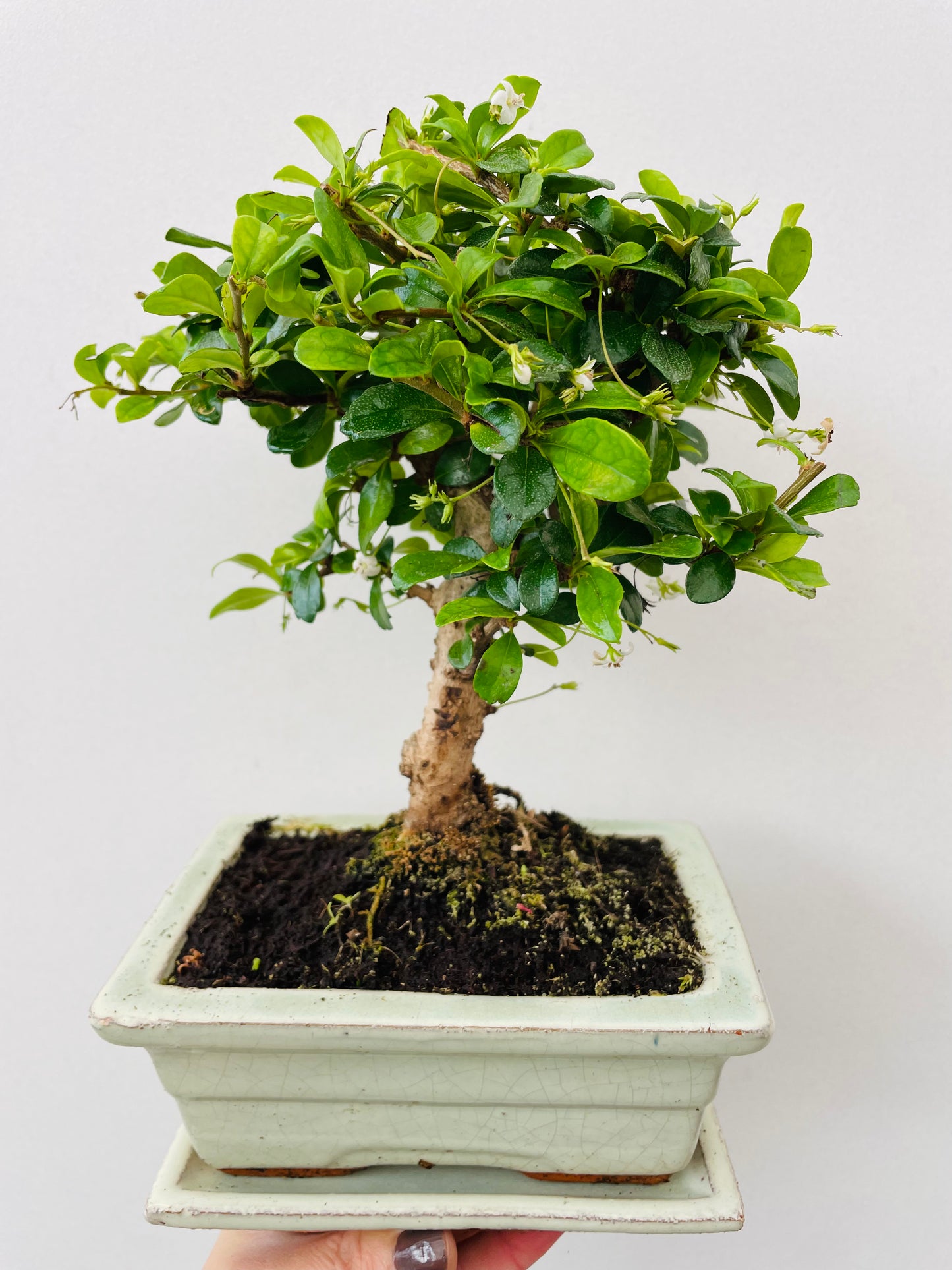 Bonsai 2