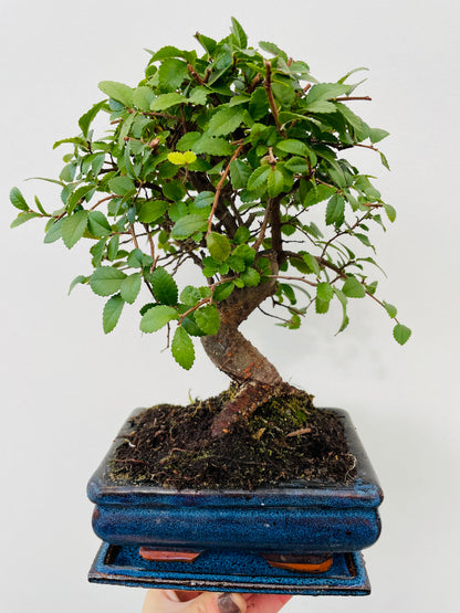 Bonsai 3