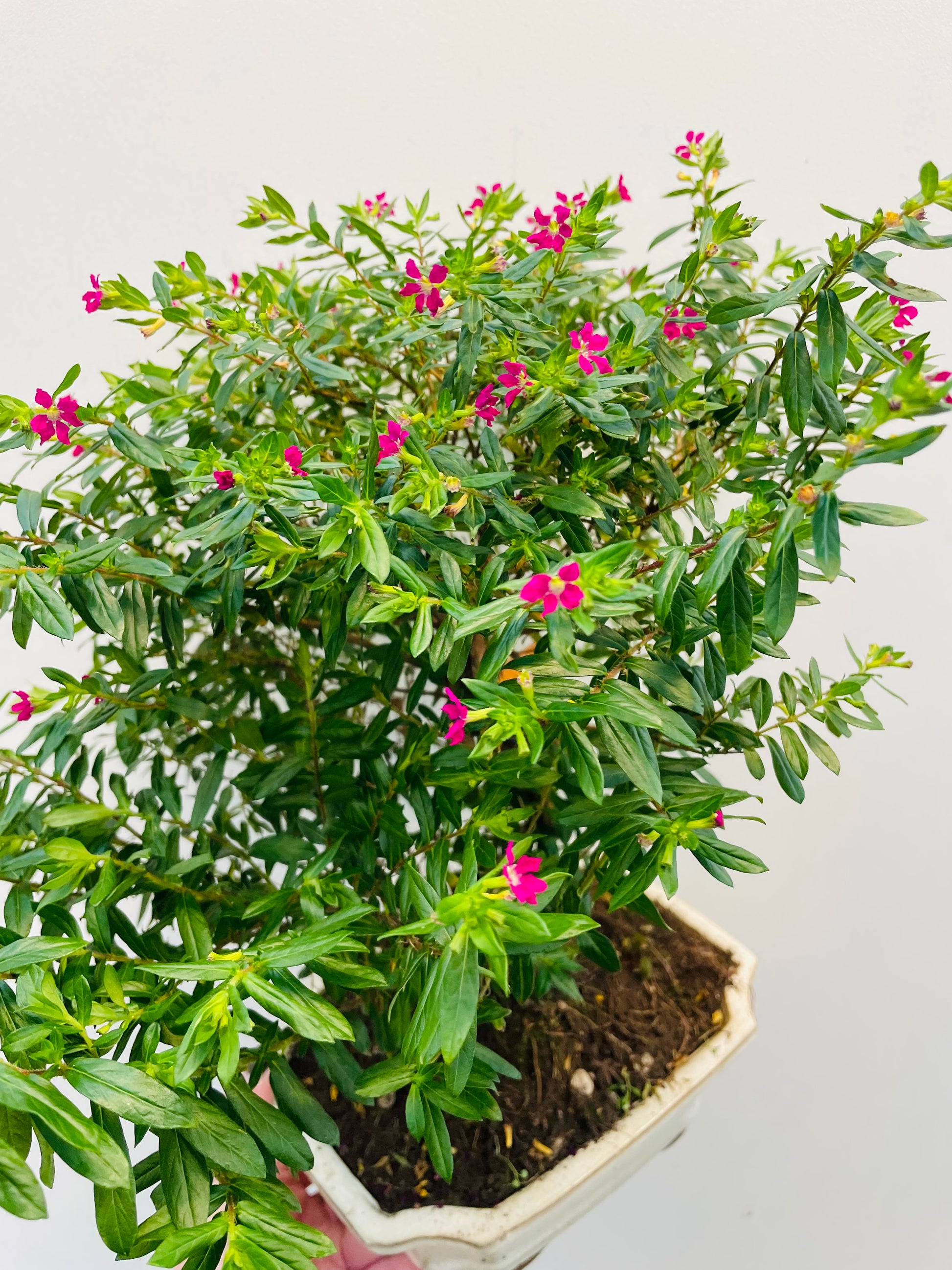 Bilde av Bonsai Cuphea-Spanne Plantesalg