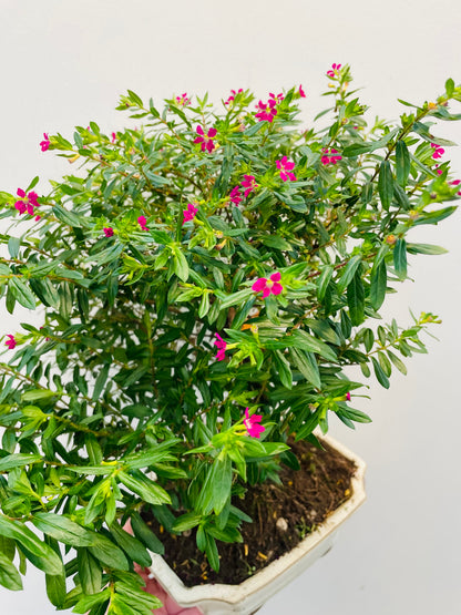 Bilde av Bonsai Cuphea-Spanne Plantesalg