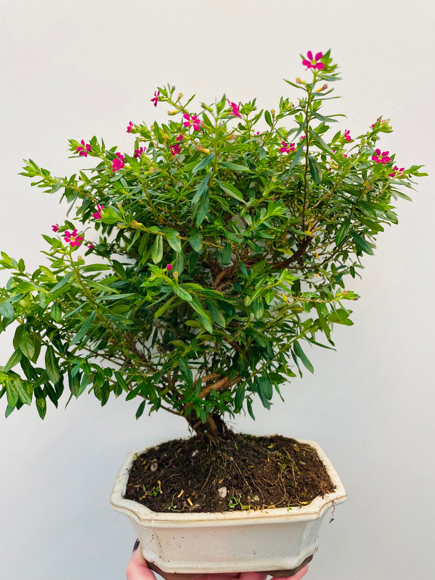 Bilde av Bonsai Cuphea-Spanne Plantesalg