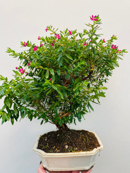 Bilde av Bonsai Cuphea-Spanne Plantesalg