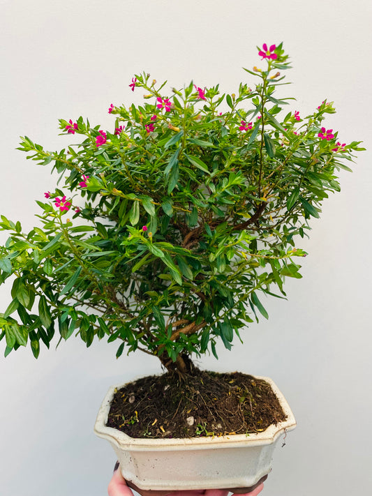 Bilde av Bonsai Cuphea-Spanne Plantesalg