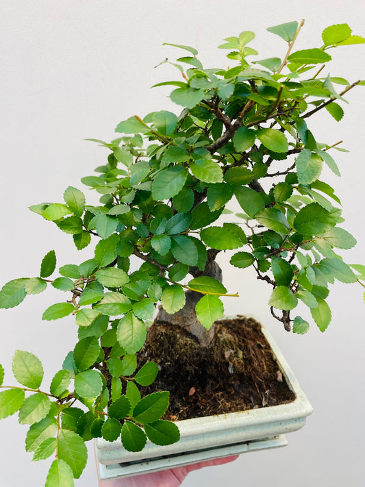 Bilde av Bonsai mix-Spanne Plantesalg