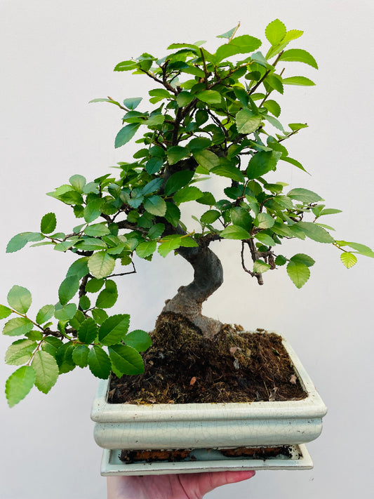 Bilde av Bonsai mix-Spanne Plantesalg