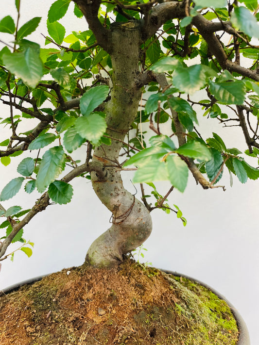 Bilde av Bonsai Zelkova-Spanne Plantesalg
