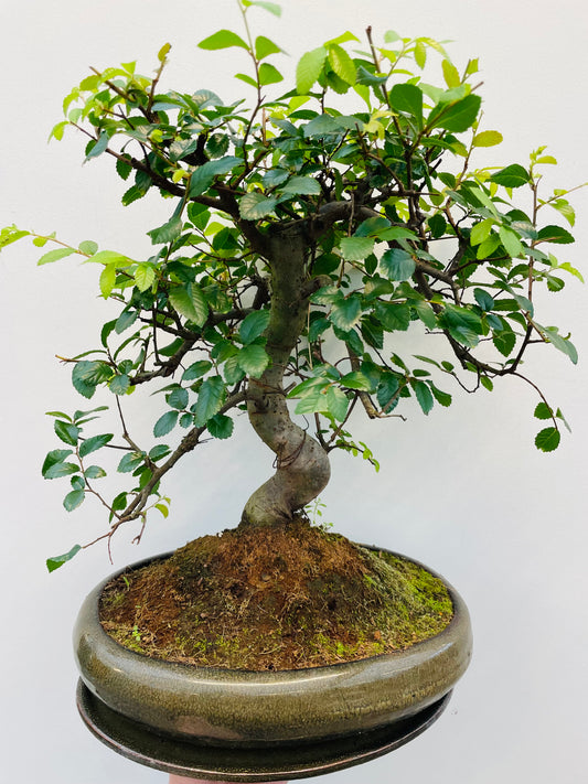 Bilde av Bonsai Zelkova-Spanne Plantesalg
