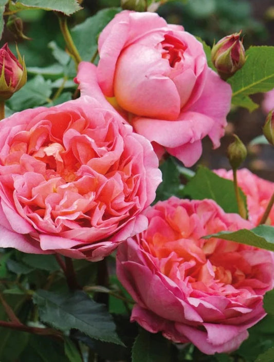 Bilde av Boscobel rose Spanne Plantesalg