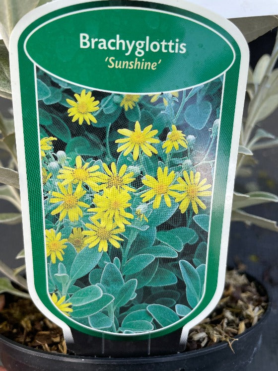 Bilde av Brachyglottis 'Sunshine'-Spanne Plantesalg