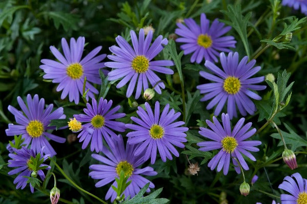 Bilde av Brachyscome Brasco™ Violet-Spanne Plantesalg