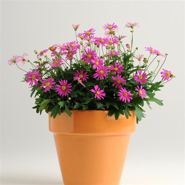 Bilde av Brachyscome mult. Magenta Delight 3 st-Spanne Plantesalg