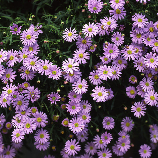 Bilde av Brachyscome mult. Mauve Delight 3 st-Spanne Plantesalg