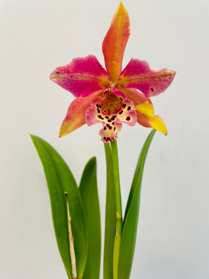 Bilde av Brassavola hybrid-Spanne Plantesalg