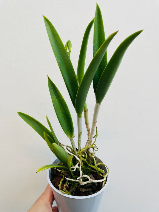 Bilde av Brassavola hybrid-Spanne Plantesalg