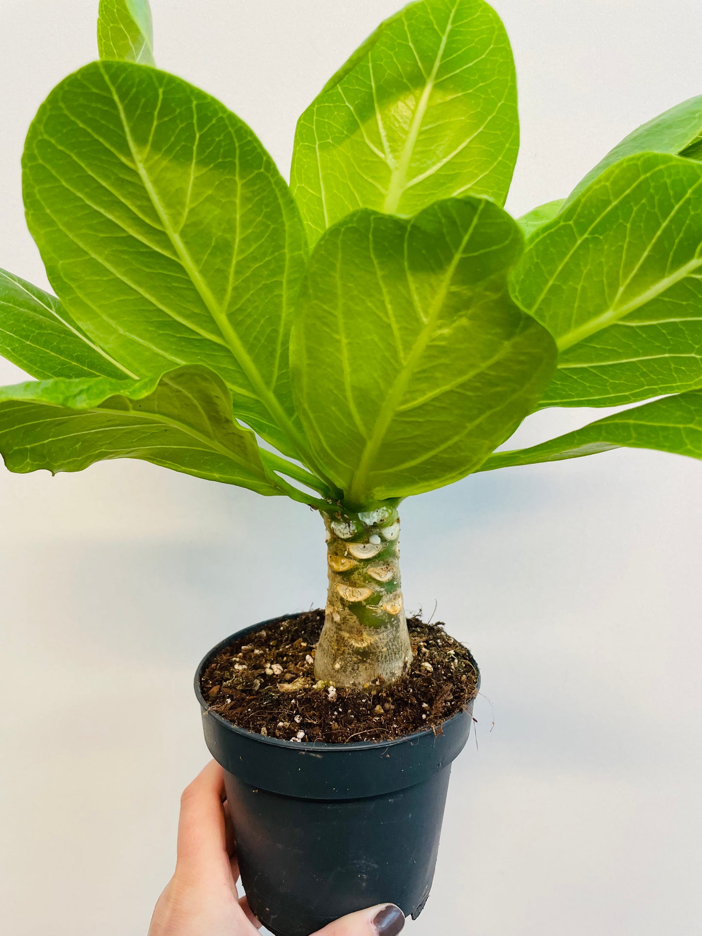 Bilde av Brighamia ‘Hawaiian Palm’-Spanne Plantesalg