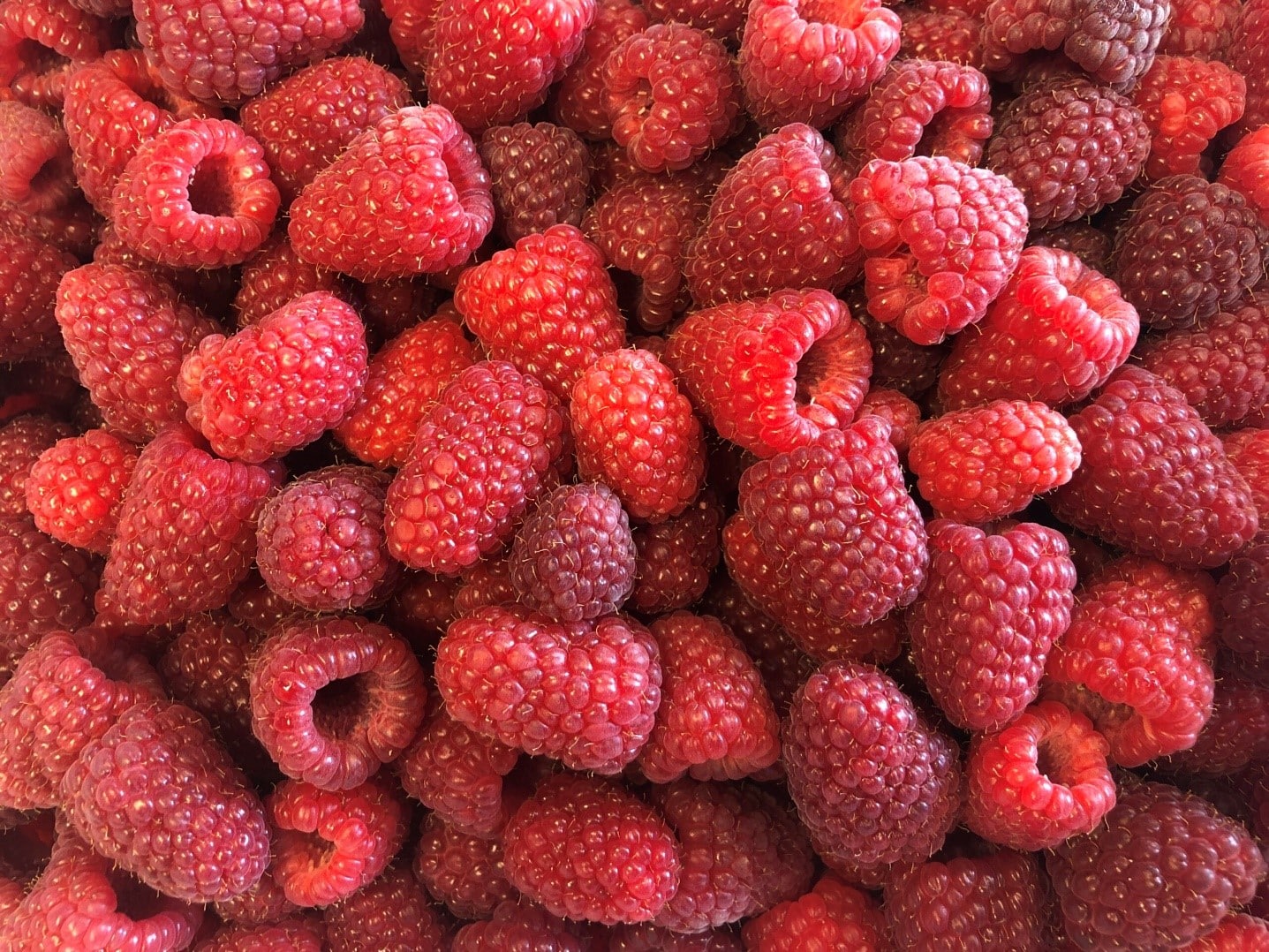 Bilde av Bringebær 'Duo'-Spanne Plantesalg