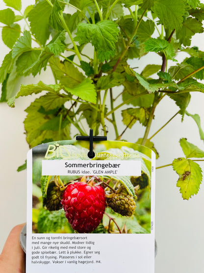 Bilde av Rubus idaeus 'Glen Ample'-Spanne Plantesalg