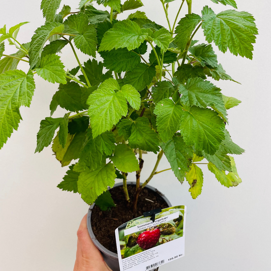 Bilde av Rubus idaeus 'Glen Ample'-Spanne Plantesalg