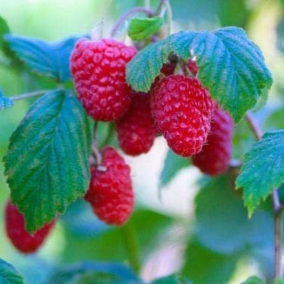 Bilde av Bringebær 'Stiora'-Spanne Plantesalg