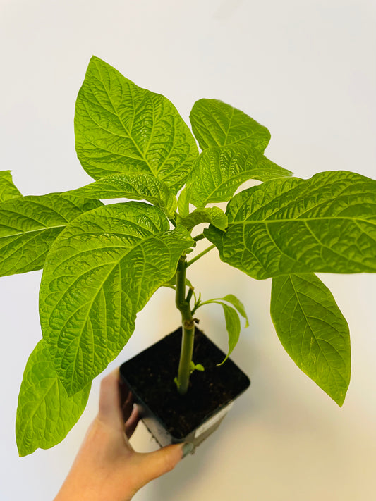 Bilde av Brugmansia kvit-Spanne Plantesalg