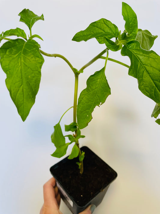 Bilde av Brugmansia rød-Spanne Plantesalg