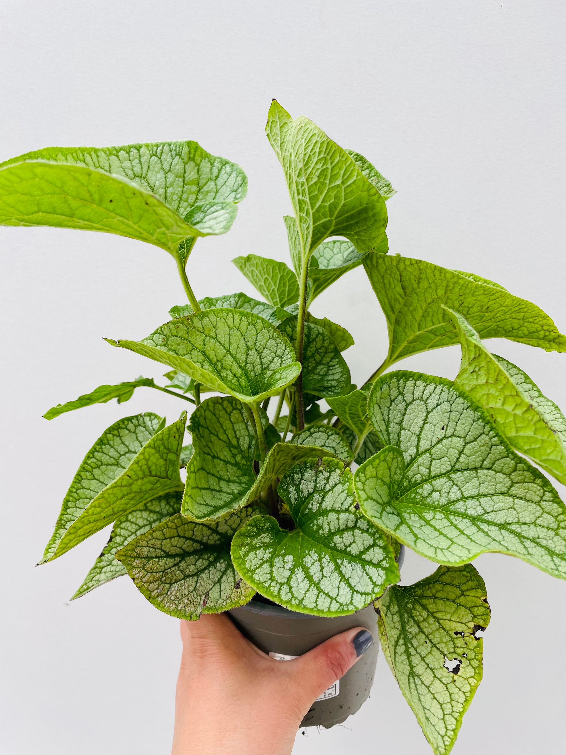 Bilde av Brunnera ‘Jack Frost’-Spanne Plantesalg