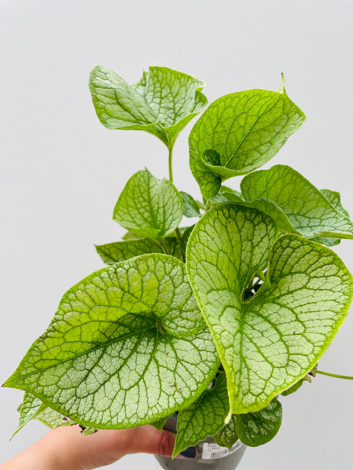 Bilde av Brunnera ‘Jack Frost’-Spanne Plantesalg