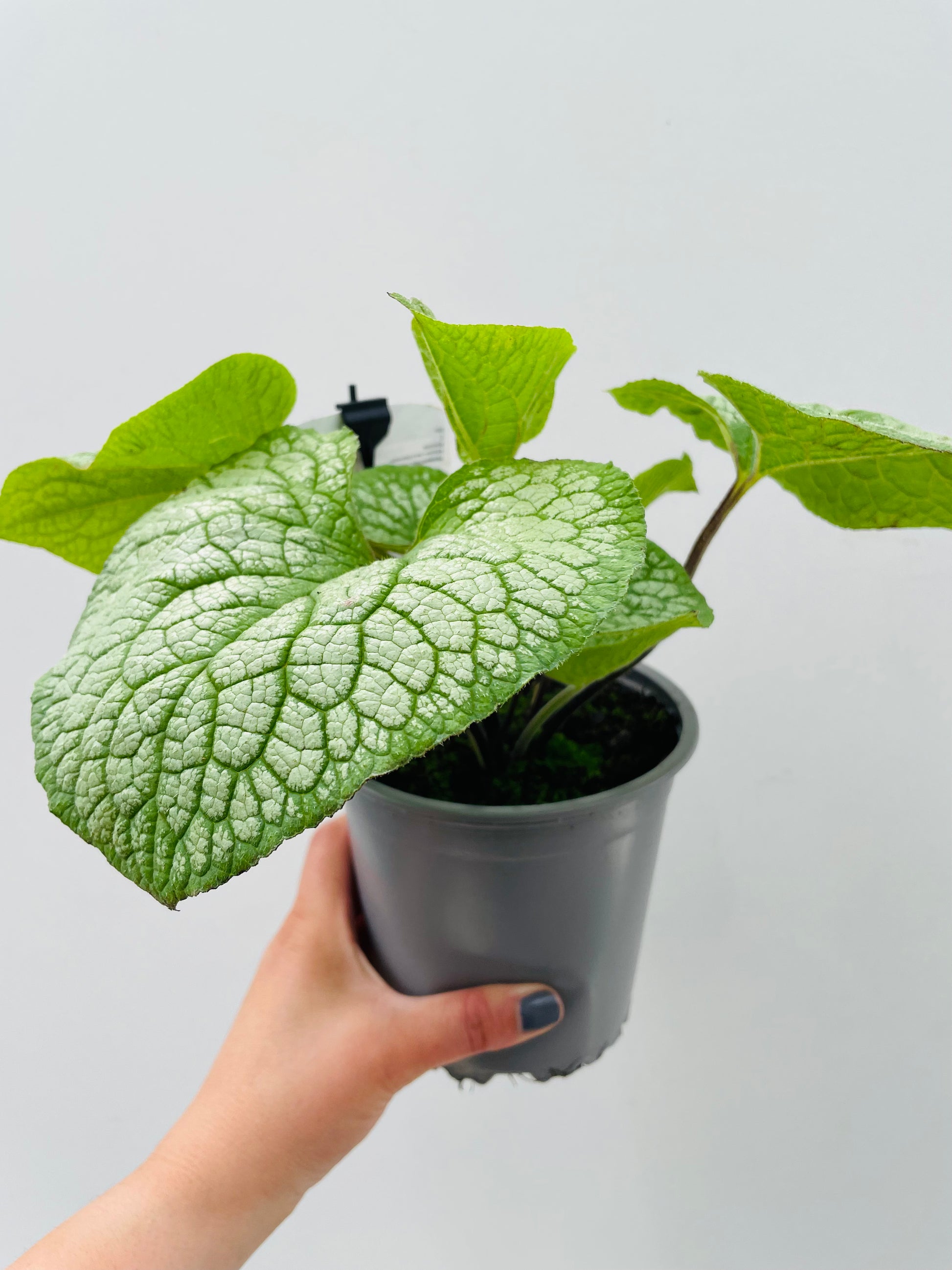 Bilde av Brunnera ‘Jack Of Diamonds’-Spanne Plantesalg