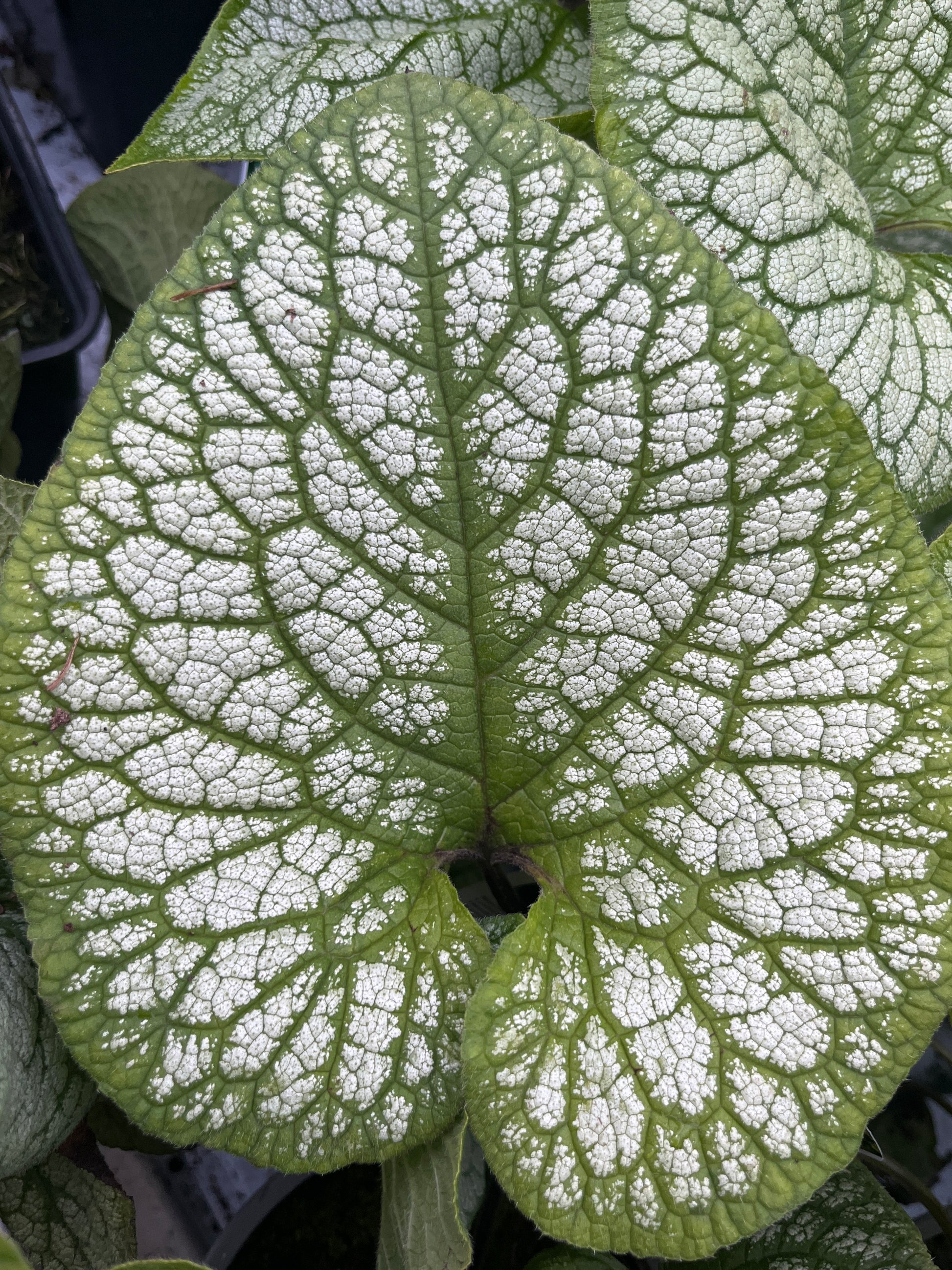 Bilde av Brunnera ‘Jack Of Diamonds’-Spanne Plantesalg