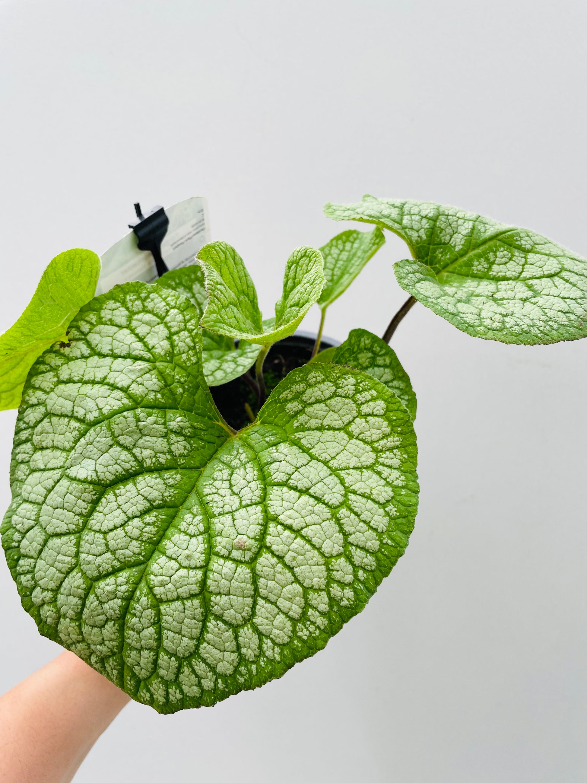 Bilde av Brunnera ‘Jack Of Diamonds’-Spanne Plantesalg