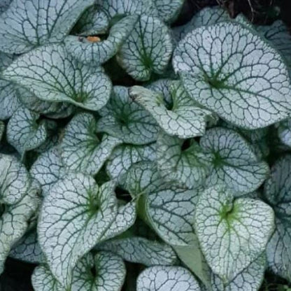 Bilde av Brunnera Macr. Alexander´S Great-Spanne Plantesalg