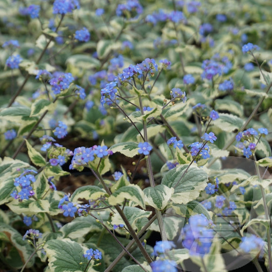 Bilde av Brunnera macr. variegata-Spanne Plantesalg