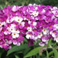 Bilde av Buddleja dav. Berries & Cream-Spanne Plantesalg