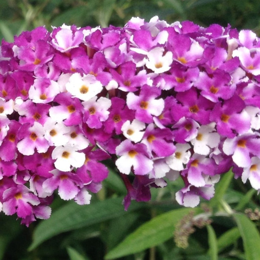 Bilde av Buddleja dav. Berries & Cream-Spanne Plantesalg