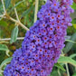 Bilde av Buddleja dav. 'Empire Blue'-Spanne Plantesalg