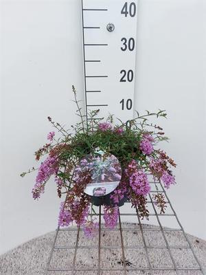 Bilde av Buddleja dav. Free Petite Lavender Flow-Spanne Plantesalg