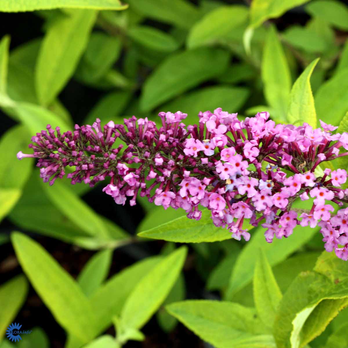 Bilde av Buddleja dav. Free Petite Lavender Flow-Spanne Plantesalg