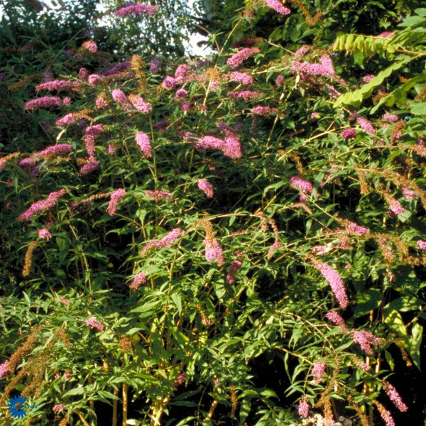 Bilde av Buddleja dav. 'Pink Delight'-Spanne Plantesalg