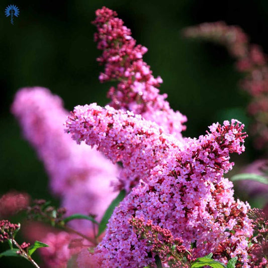 Bilde av Buddleja dav. 'Pink Delight'-Spanne Plantesalg